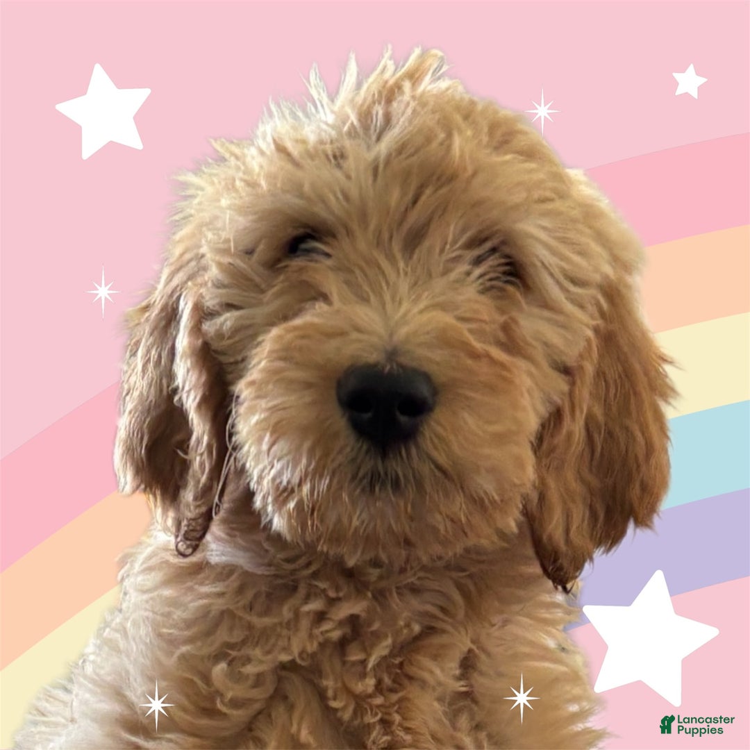 Goldendoodle dogs for sale: Sue - Image 2