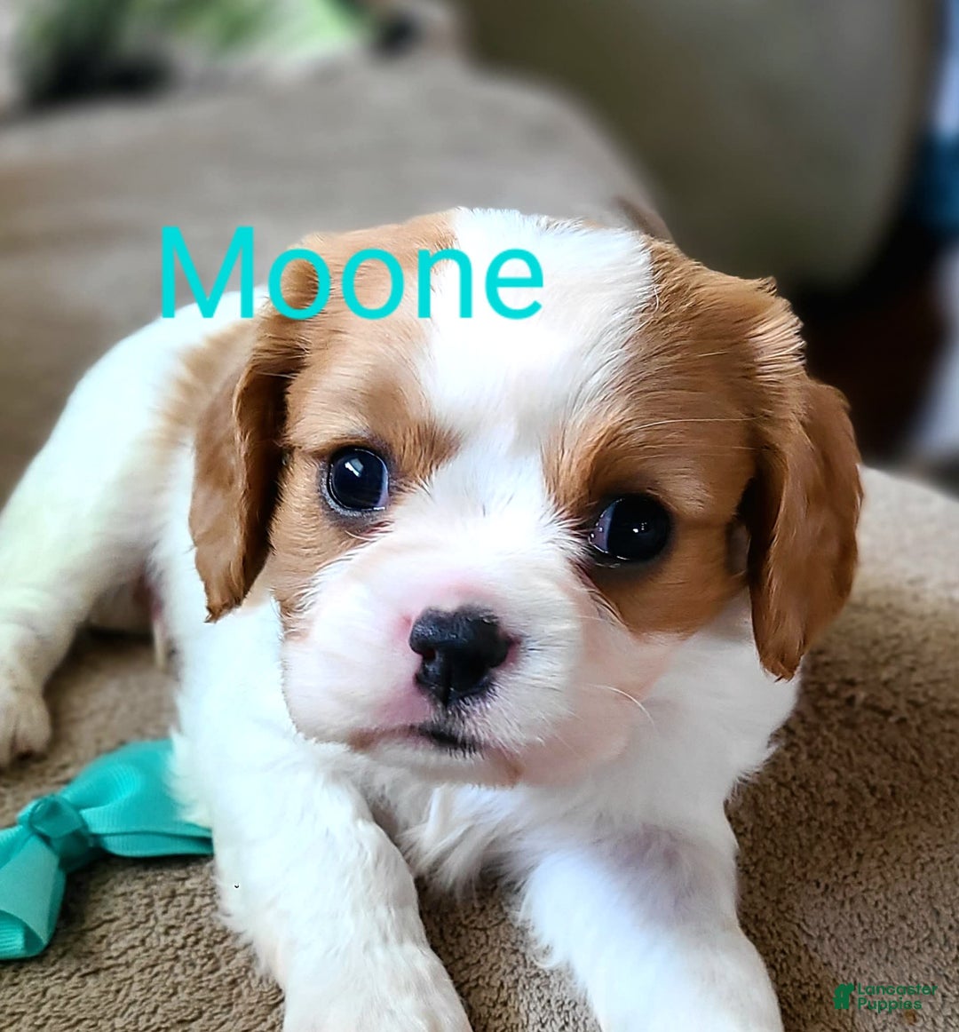 Cavalier King Charles Spaniel dogs for sale: Moone - Image 4