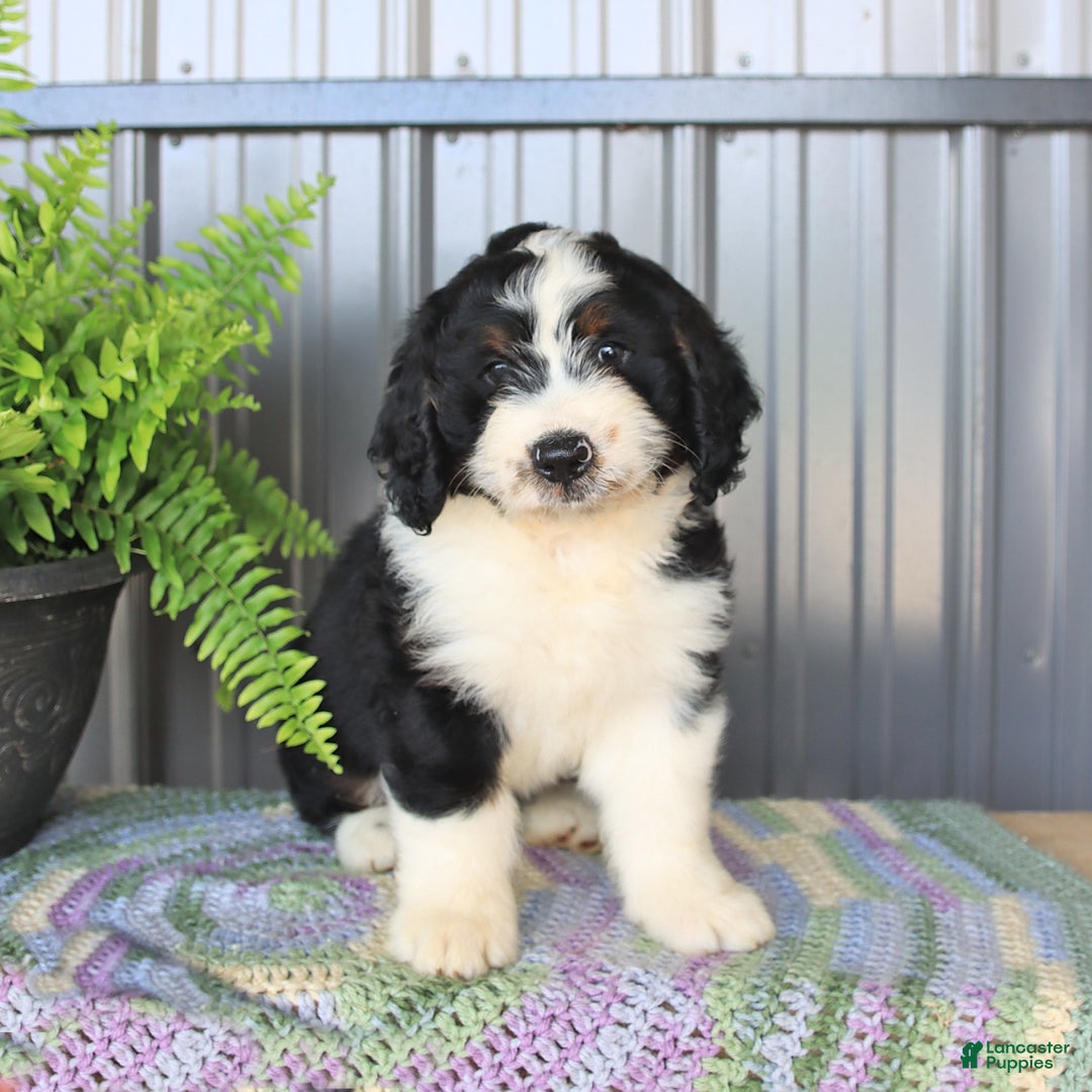 Mini Bernedoodle dogs for sale: Ace - Image 1