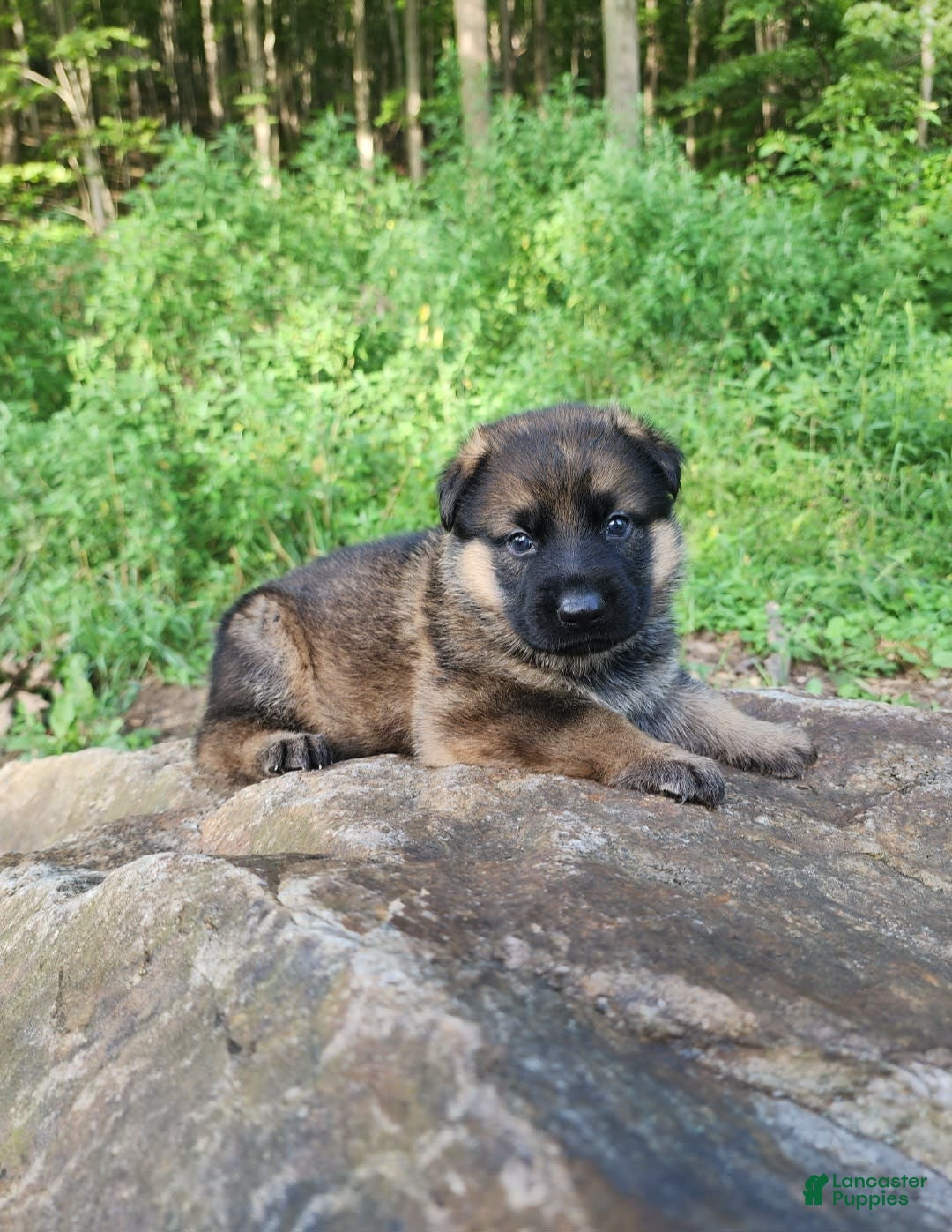 German Shepherd dogs for sale: Kaja - Image 21