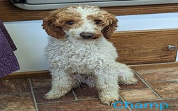Mini Goldendoodle dogs for sale: Emily - Image 27