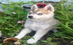 Pomsky dogs for sale: Duke - Image 9