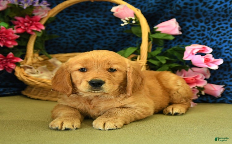 Golden Retriever dogs - Advert 25
