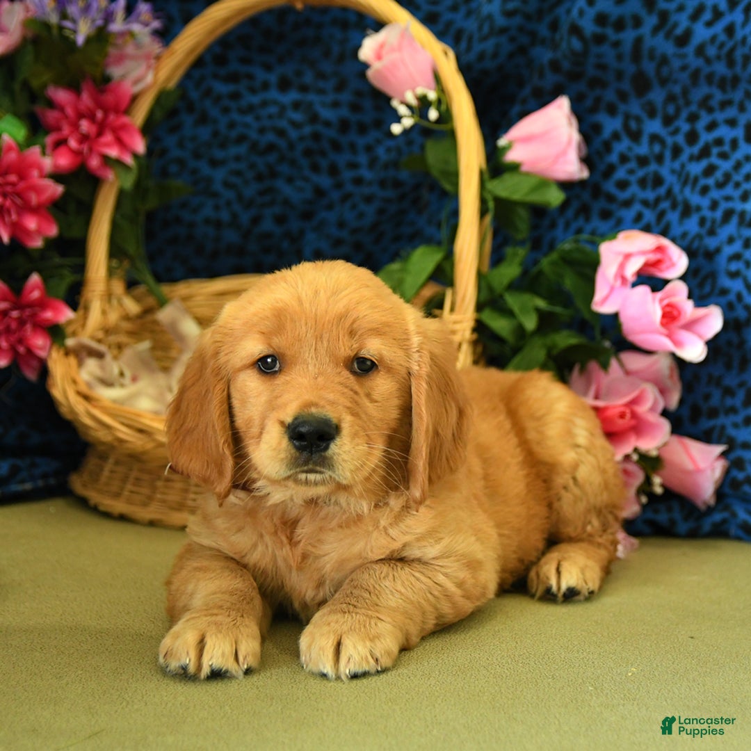 Golden Retriever dogs for sale: Ludwig - Listing for pets: Lilly, Linda, Lizzy, Lex, Ludwig - Image 1