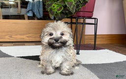 Maltese dogs for sale: Waylon - Image 4