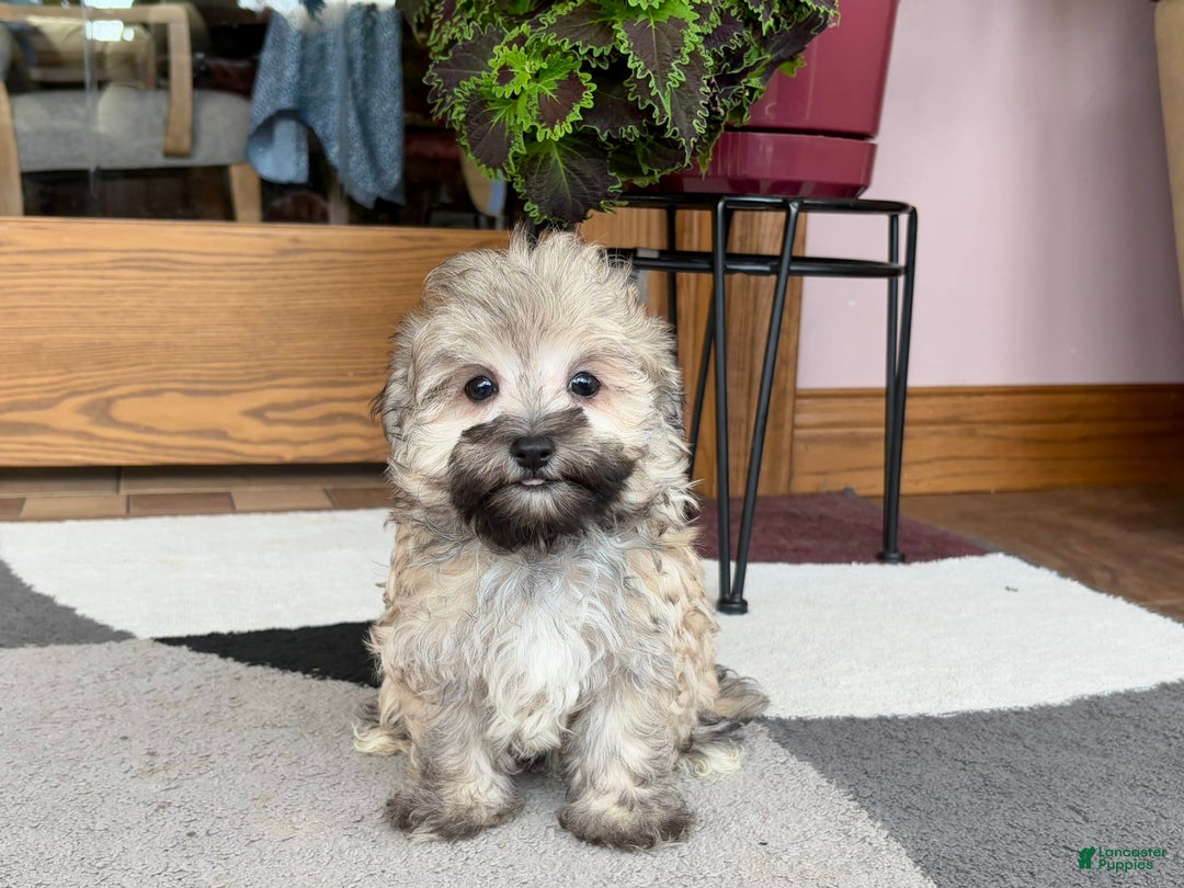 Maltese dogs for sale: Waylon - Image 4