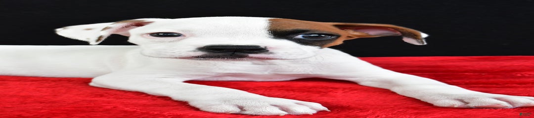 Zane