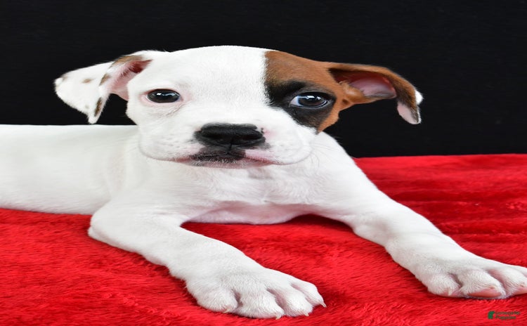 Boxer dogs for sale - Ad 2