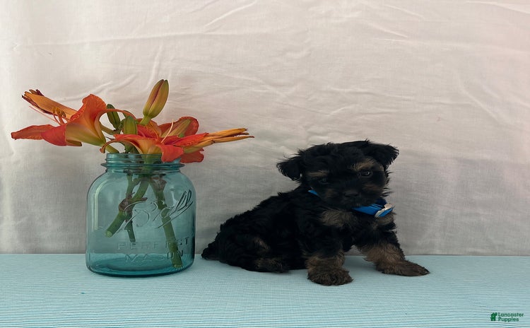 Yorkiepoo dogs for sale - Ad 3