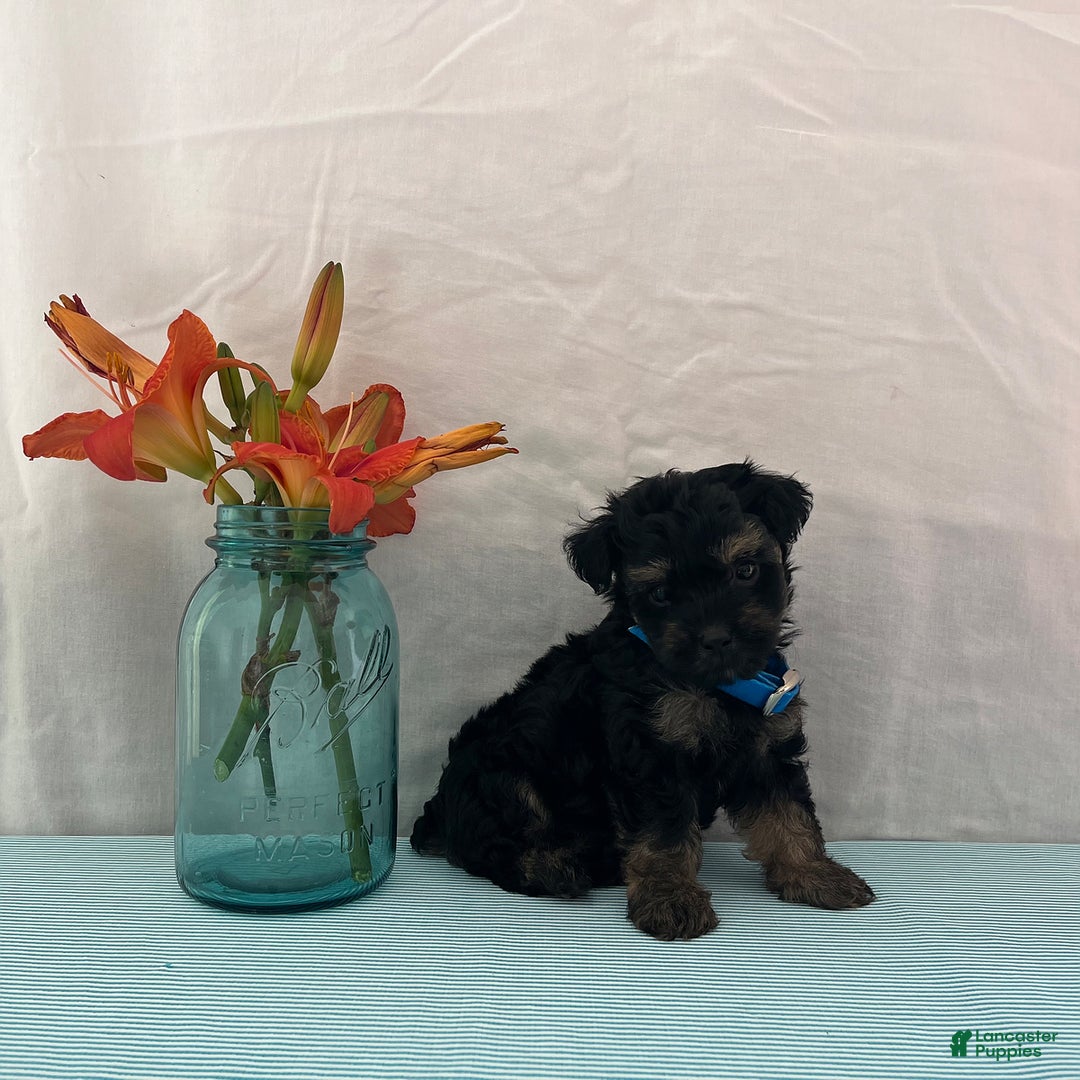 Yorkiepoo dogs for sale: Jordan - Image 1