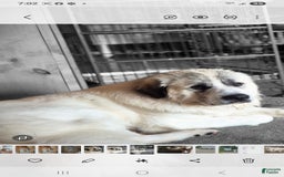Great Pyrenees dogs for sale: Red - Image 12