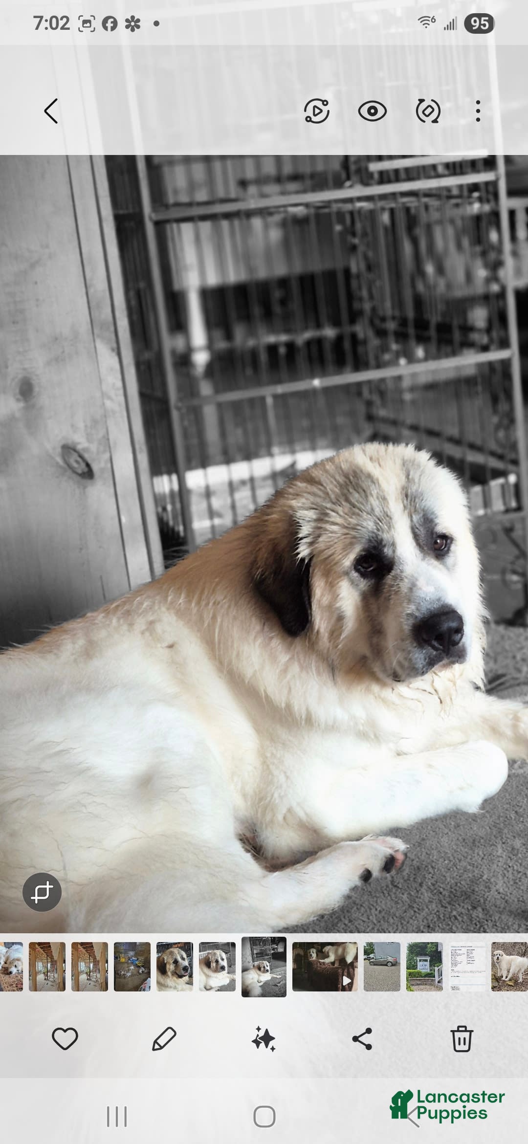 Great Pyrenees dogs for sale: Red - Image 12
