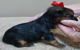 Yorkshire Terrier dogs for sale: Nessie - Image 21