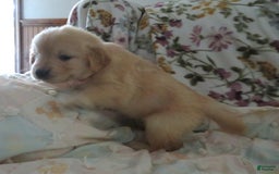 Golden Retriever dogs for sale: Erin - Image 29