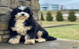 Mini Bernedoodle dogs for sale: Trevor - Image 11