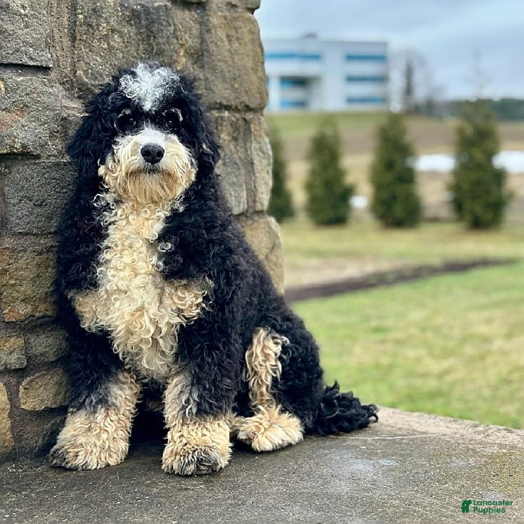 Mini Bernedoodle dogs for sale: Trevor - Image 11