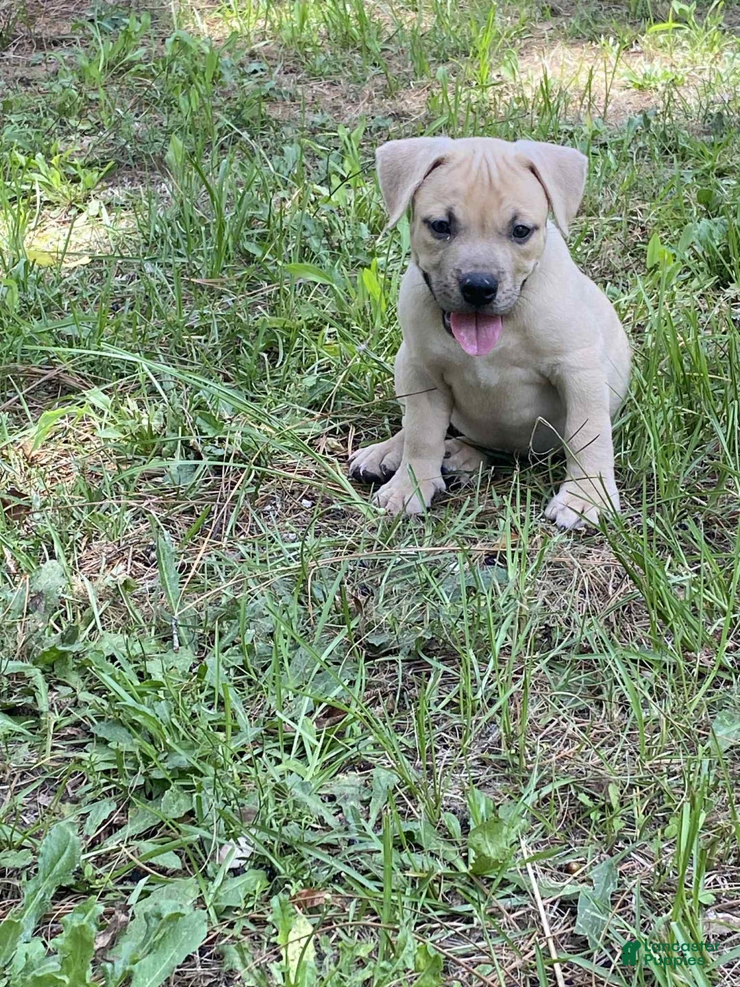 American Bully dogs for sale: Chinx - Image 4