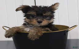 Yorkshire Terrier dogs for sale: Brent - Extra Small - Image 3