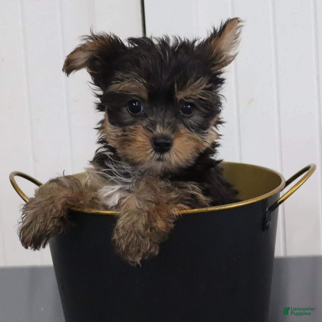 Yorkshire Terrier dogs for sale: Brent - Extra Small - Image 3