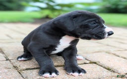 Great Dane dogs for sale: Chip - Image 2