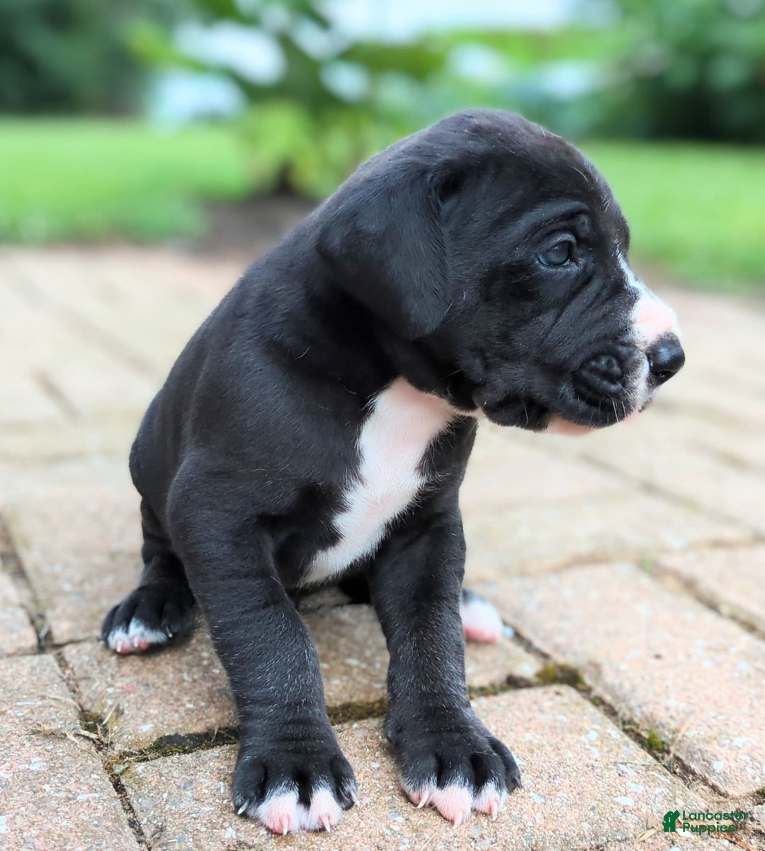 Great Dane dogs for sale: Chip - Image 2