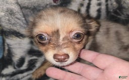 Chihuahua dogs for sale: Long Hair Merle Girl/Green Eyes - Image 5