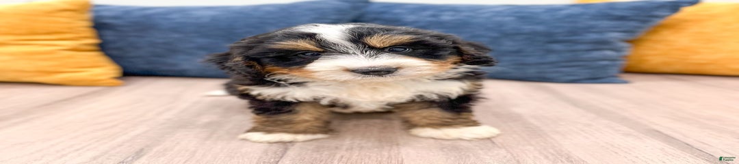 Ace