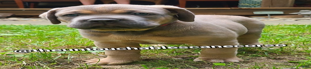 Doja