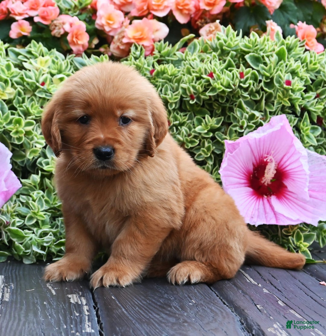 Golden Retriever dogs for sale: Wyatt - Image 1