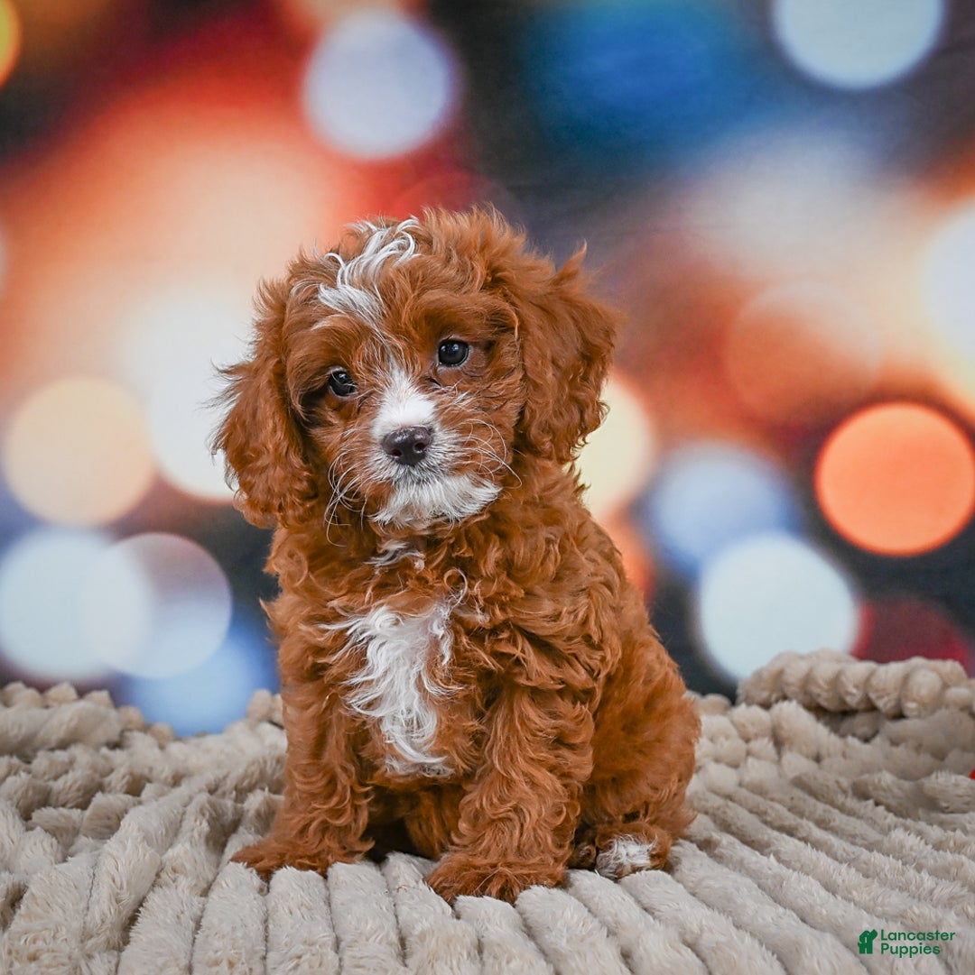 Cavapoo dogs for sale: Hank - Image 8