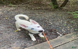 Pomsky dogs for sale: Digger - Image 1