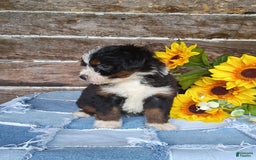 Mini Bernedoodle dogs for sale: Donut - Image 2