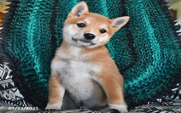 Shiba Inu dogs for sale: Jupiter - Image 6