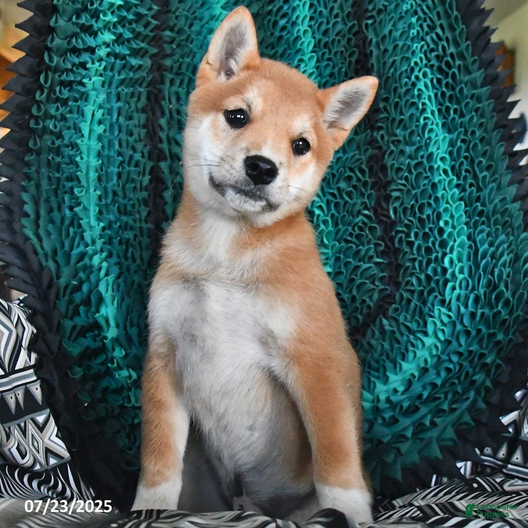 Shiba Inu dogs for sale: Jupiter - Image 6