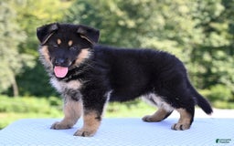 German Shepherd dogs for sale: Bonnie - Image 7