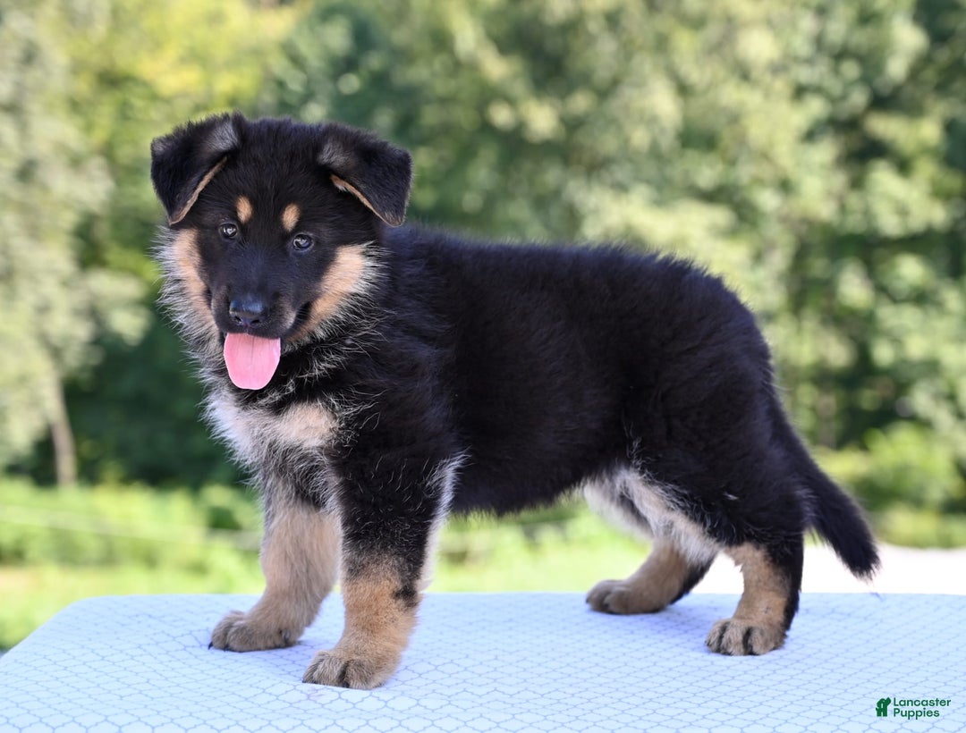 German Shepherd dogs for sale: Bonnie - Image 7