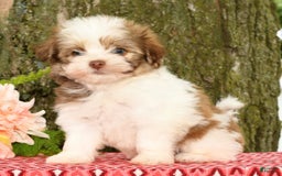 Havanese dogs for sale: Zeke - Image 3