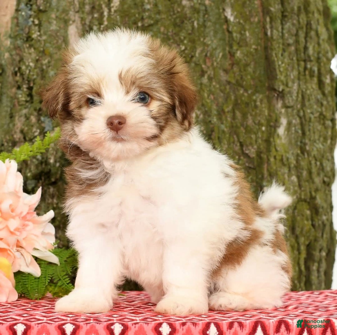 Havanese dogs for sale: Zeke - Image 3