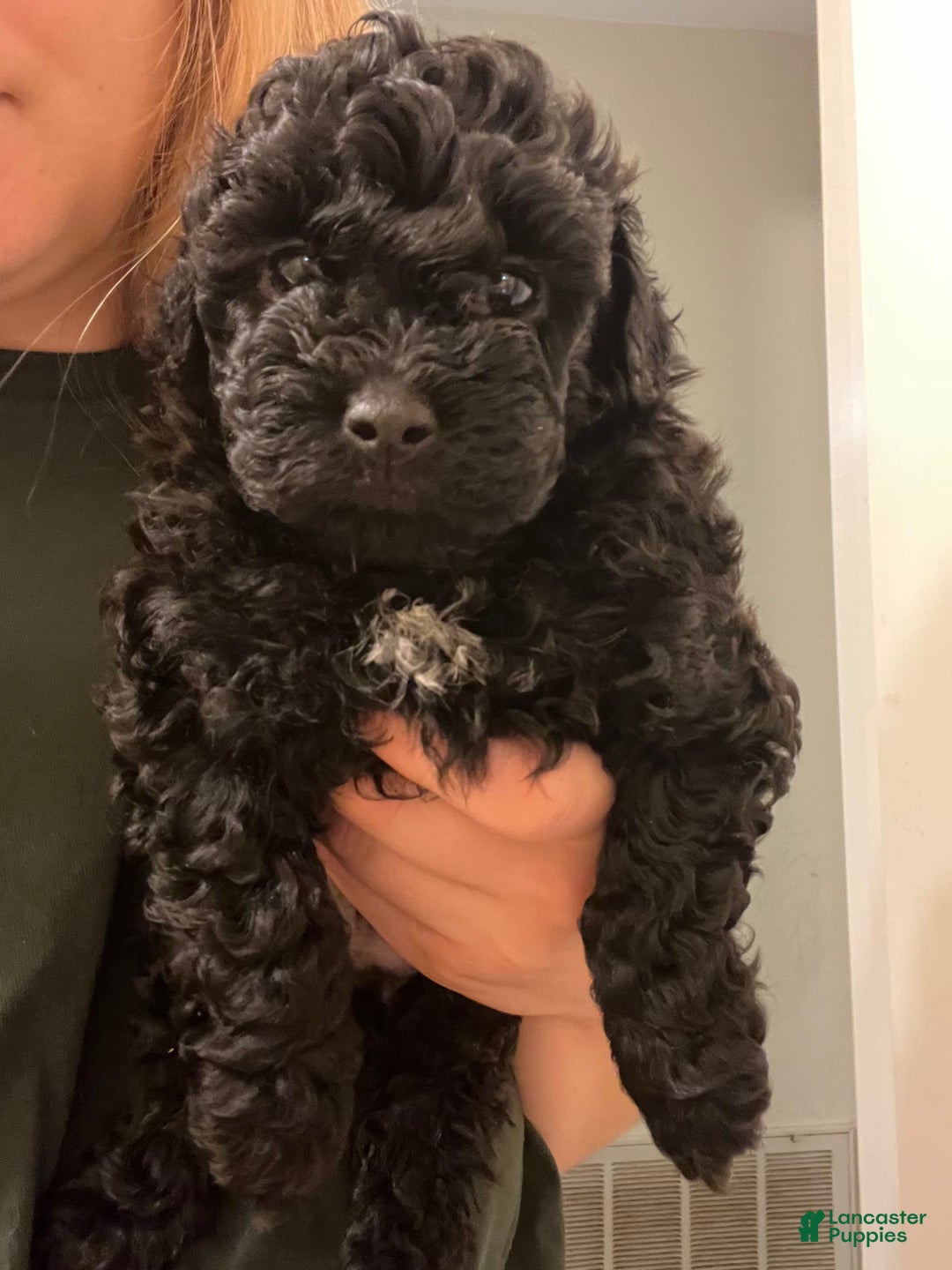 Miniature Poodle dogs for sale: Sonic - Image 21