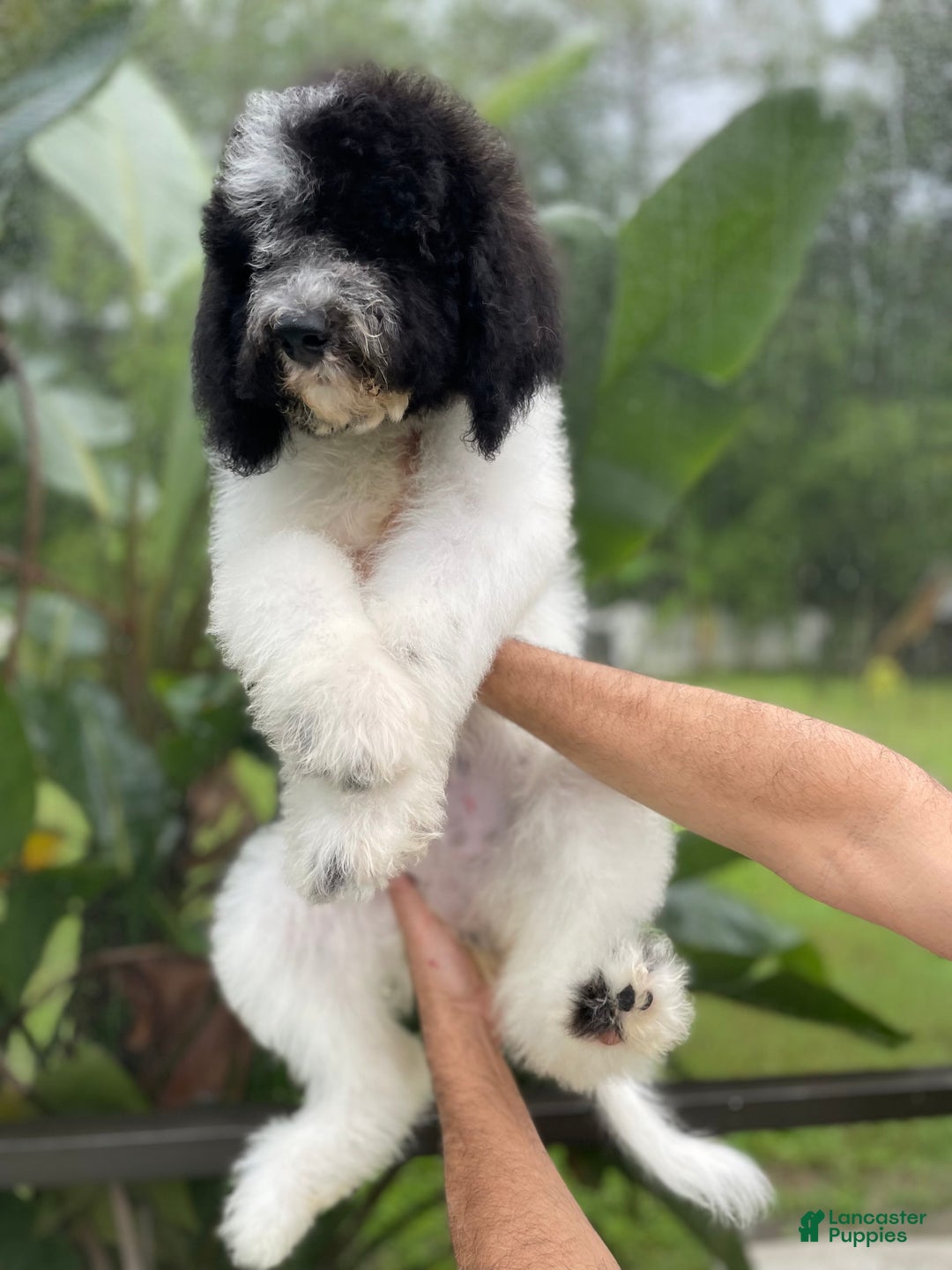 Goldendoodle dogs for sale: Lexy - Image 4