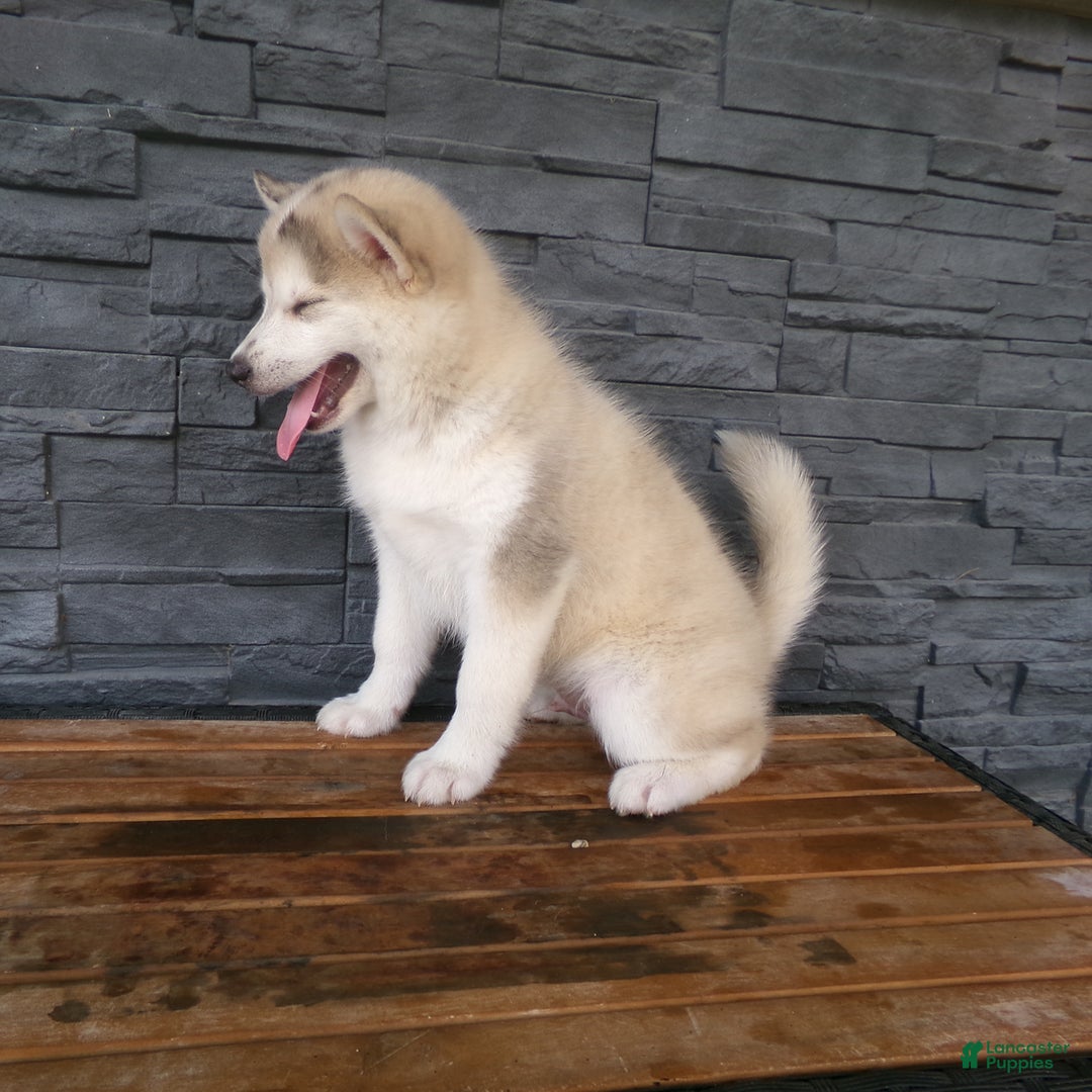 Pomsky dogs for sale: Silas - Image 16