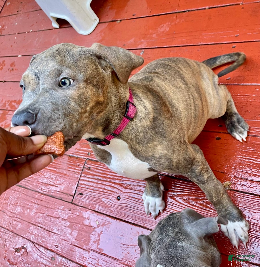 American Bully dogs for sale: Majestic - Image 10