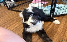 Old English Sheepdog dogs for sale: Yellow Girl - Image 5
