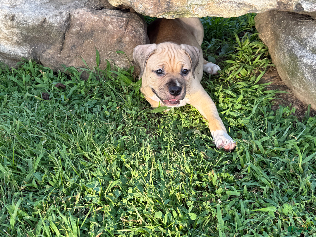 American Pit Bull Terrier dogs for sale: Pincess - Image 17
