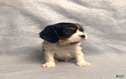 Cavalier King Charles Spaniel dogs for sale: Toby - Image 14