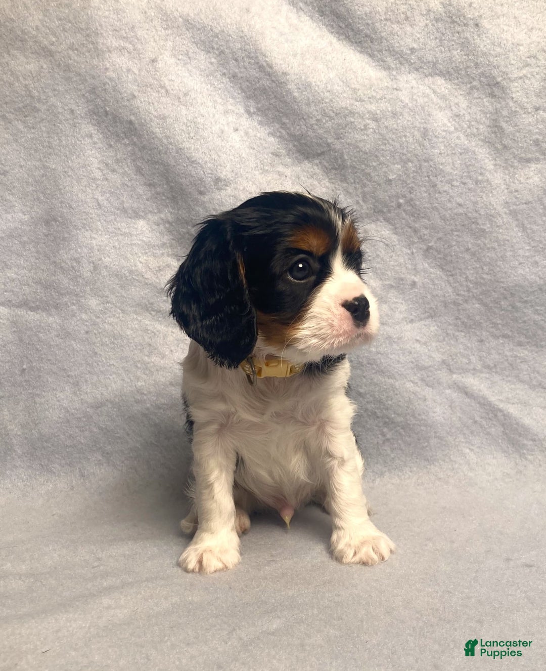 Cavalier King Charles Spaniel dogs for sale: Toby - Image 14