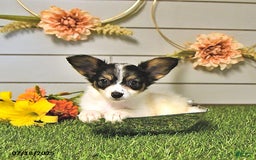 Papillon dogs for sale: Quinn - Image 6