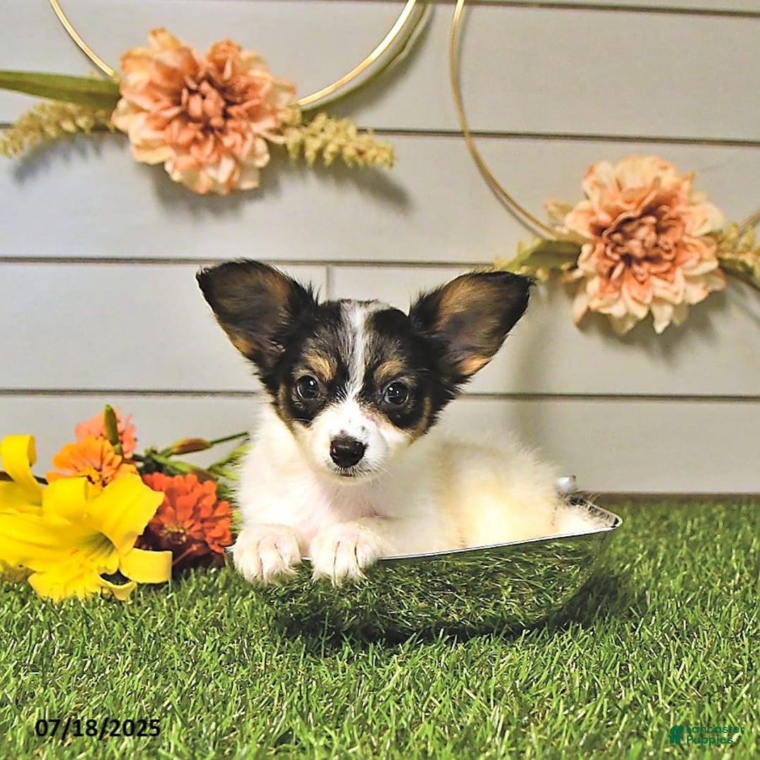 Papillon dogs for sale: Quinn - Image 6