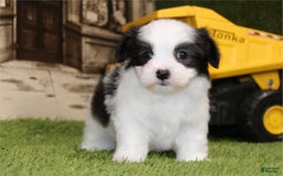 Maltese dogs for sale: Dot - Image 2