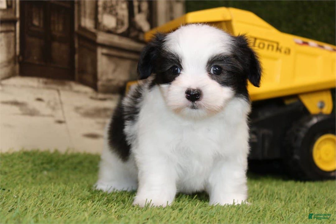 Maltese dogs for sale: Dot - Image 2